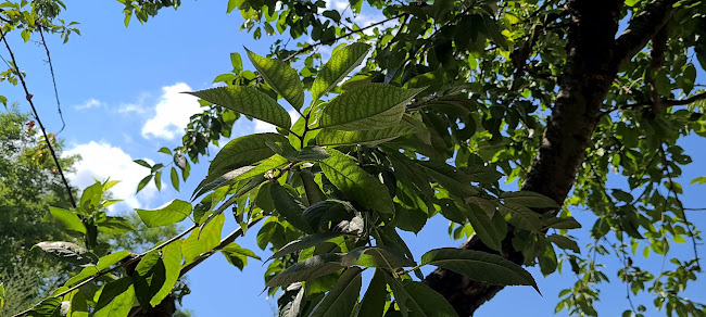 Opinii despre Kőfagyi? în Mindszentkálla - Vendéglátás