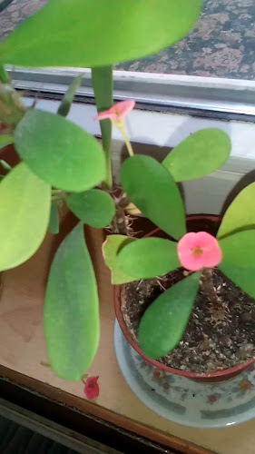 Opinii despre Belga Étterem és Söröző în Debrecen - Vendéglátás