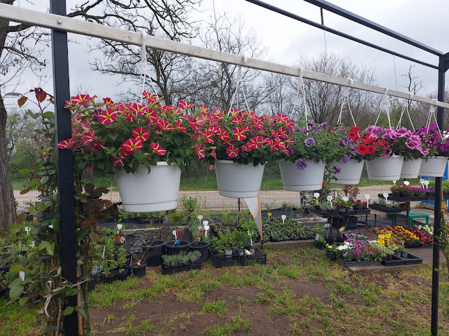 Almási termelői piac / Bátki kertészet / Bátki-kert kft - Vendéglátás