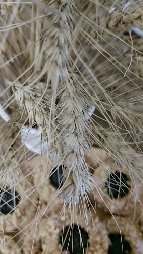 Opinii despre Szilva kenyere kovászos pékműhely în Gárdony - Vendéglátás