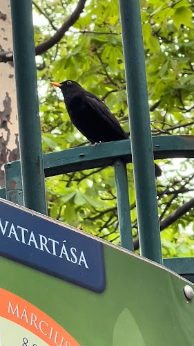 Opinii despre Csendes Társ - WineBar & Garden în Budapest - Vendéglátás