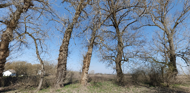 Opinii despre Karikás Csárda în Bugac - Vendéglátás