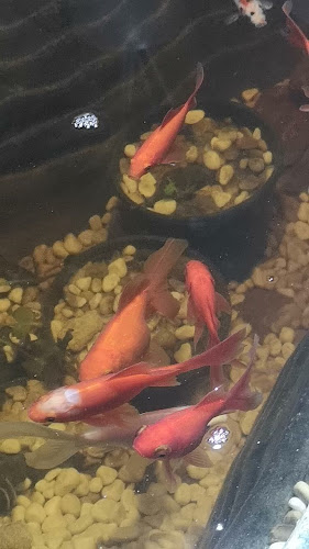 Mesi Cukrászda - Vendéglátás