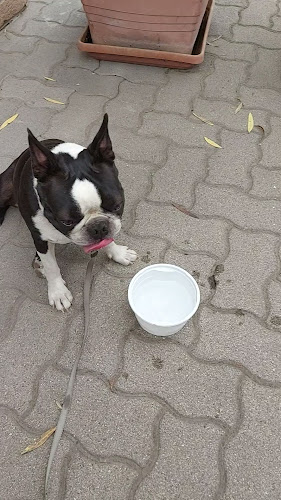 Opinii despre Family Étterem în Dunapataj - Vendéglátás