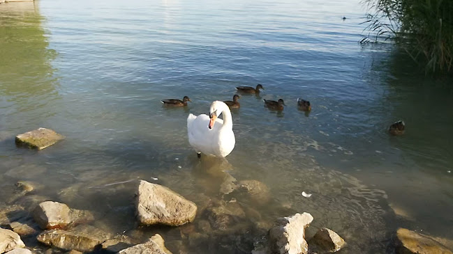 Tat Kávézó Révfülöp - Vendéglátás