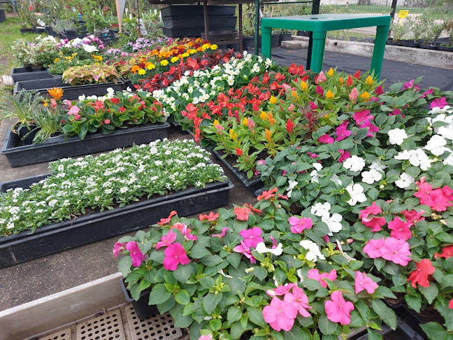 Almási termelői piac / Bátki kertészet / Bátki-kert kft - Dunaalmás