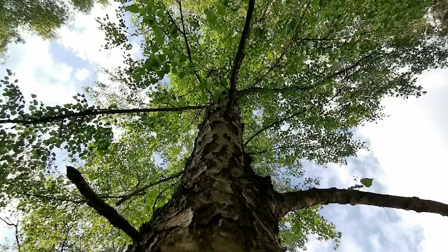 Comentarii opinii despre G3 Vendéglő és Pizzéria Karancsalja