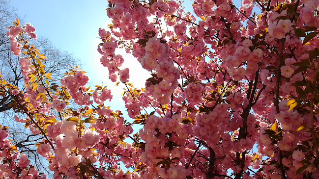 Vági Józsi Cukrászda