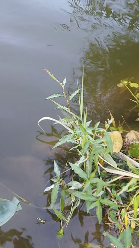 Tópart Grill - Vendéglátás