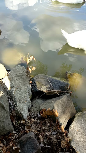 Comentarii opinii despre Csepeli Hekksziget