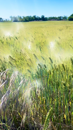 Opinii despre Pallag Spájz în Debrecen - Vendéglátás