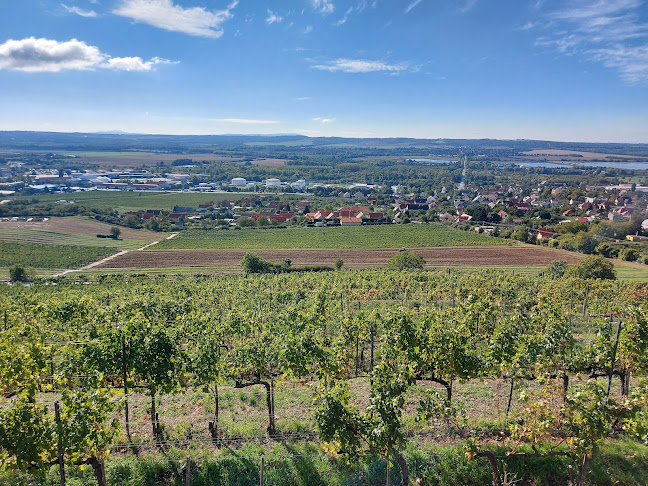 Pécsi Egyetemi Borbirtok