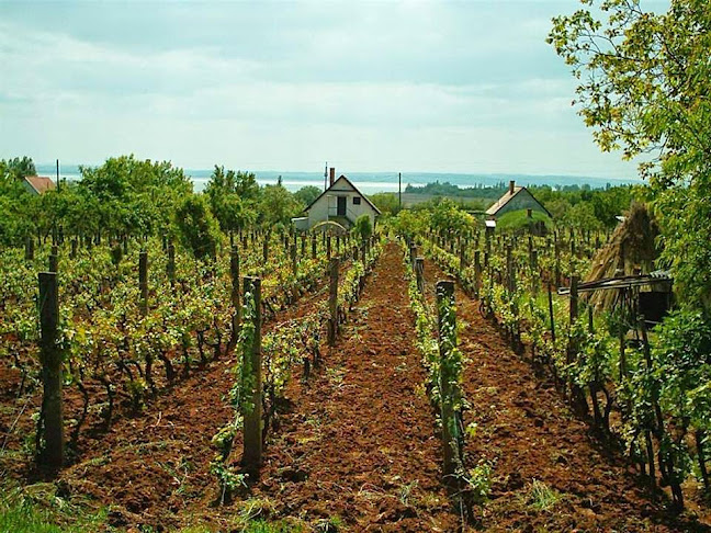 Borháló Hegyvidék - Budapest