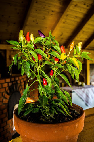 Kemencés Koccintó - Vendéglátás