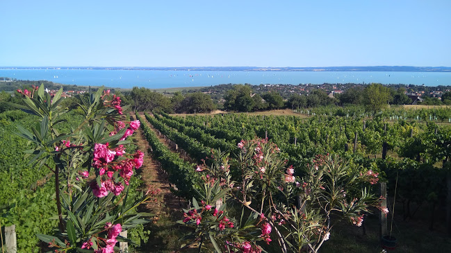 Karcsi Bácsi Pincéje - Csopak
