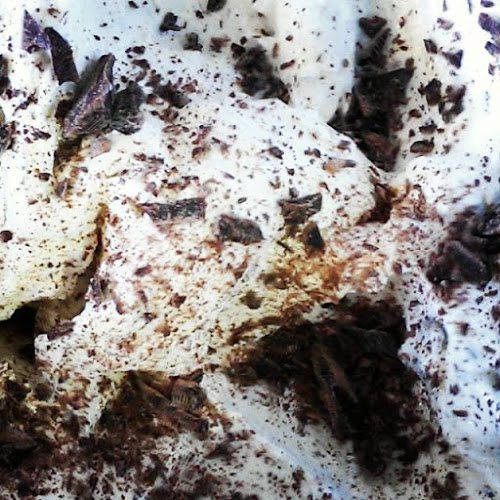 Opinii despre Hirschmann Fagyizó în Zamárdi - Vendéglátás