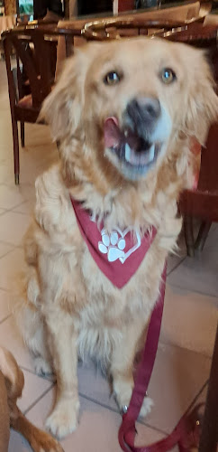 Opinii despre Korzó Kávézó în Sopron - Vendéglátás