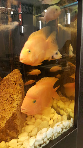 Forum Bistro -étterem,pizza,hamburger, street food, hot-dog - Karcag