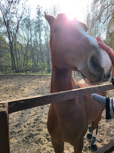 Domony, GPS: Sz.: É47.62949 H.: K19.40773, Fenyő utca 47., 2182