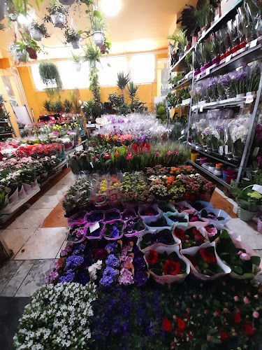 Budapesti Virágpiac - Nagykereskedelem - Budapest