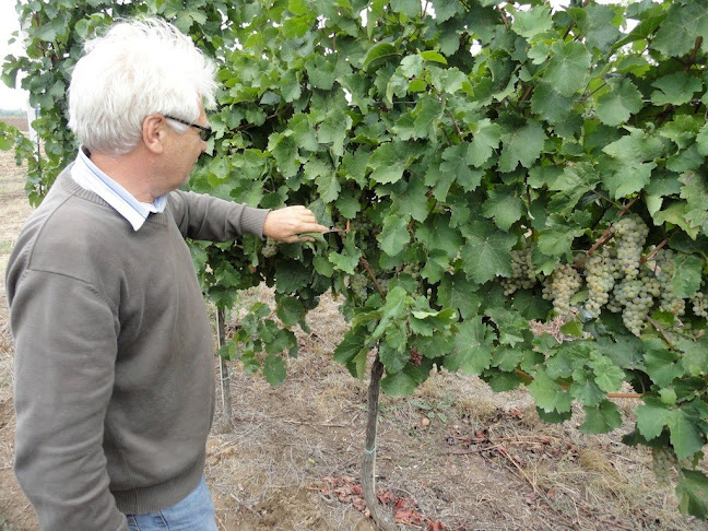 Balatonföldvár, Radnóti Miklós u. 10, 8623