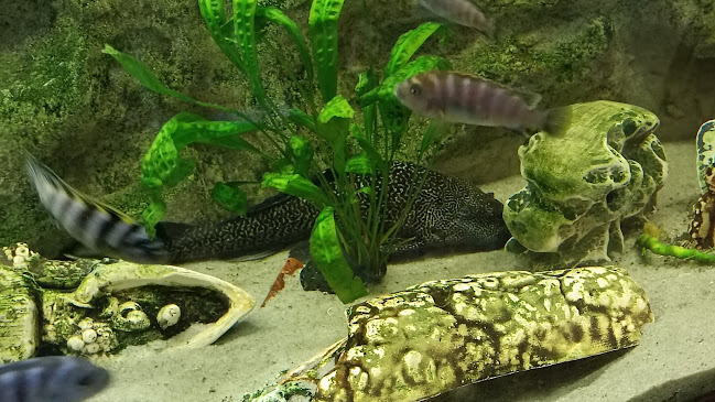 Roberto Gyros Gyorsétterem - Vendéglátás