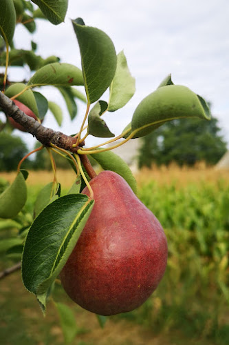 Comentarii opinii despre Perillakert