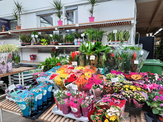 Budapesti Virágpiac - Nagykereskedelem