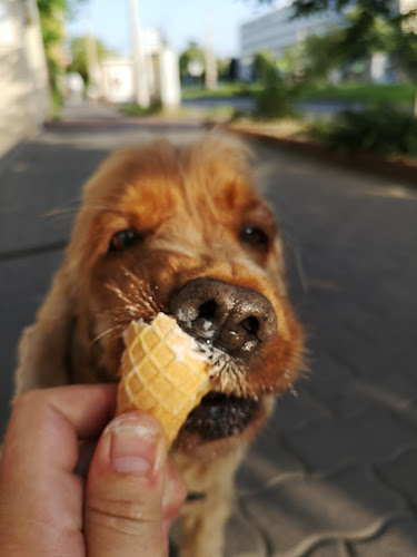 Kézműves cukrászda és fagyizó - Budapest