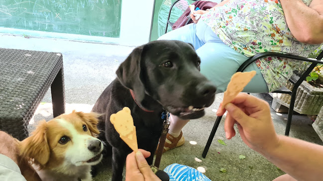 Opinii despre Teknőc fagyizó în Tahitótfalu - Vendéglátás