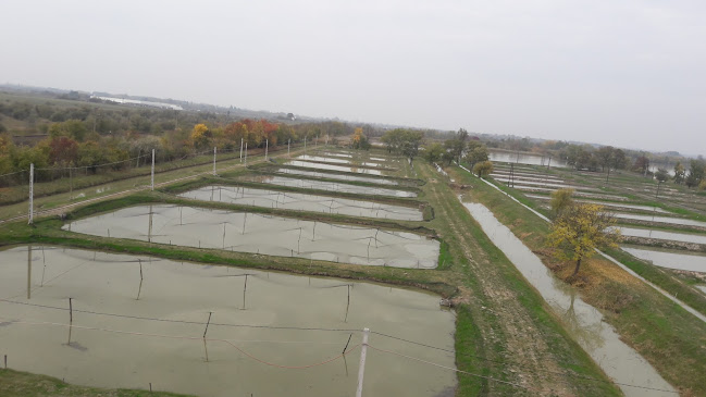 Comentarii opinii despre Fehértói Halászcsárda és Szálloda