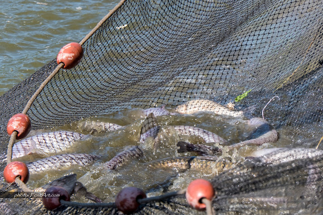 Aranyponty Zrt Halbolt - Rétimajor - Vendéglátás