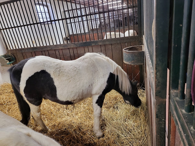 Opinii despre Lázár Lovaspark în Domony - Vendéglátás