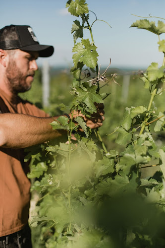 Opinii despre Hernyák Birtok în Etyek - Vendéglátás