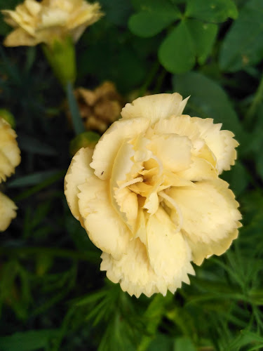 Comentarii opinii despre Vanília Fagyizó