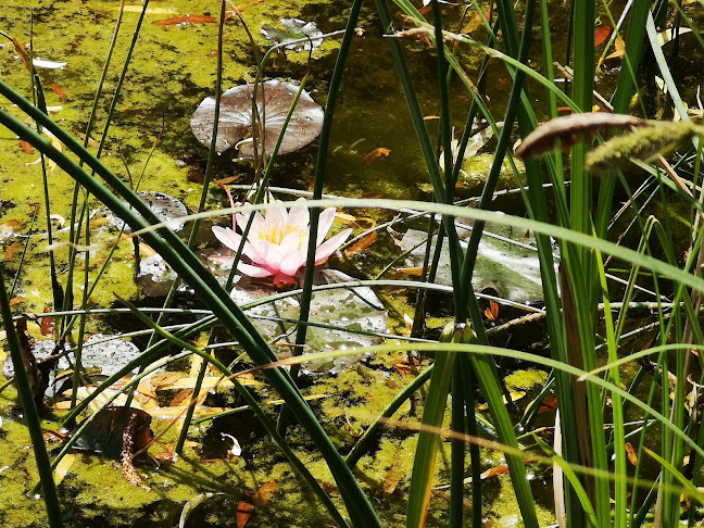 Horváth Kertvendéglő - Vendéglátás