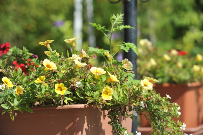 Comentarii opinii despre Zsiráf Cukrászda