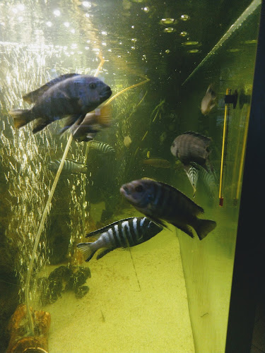 Roberto Gyros Gyorsétterem - Szentes