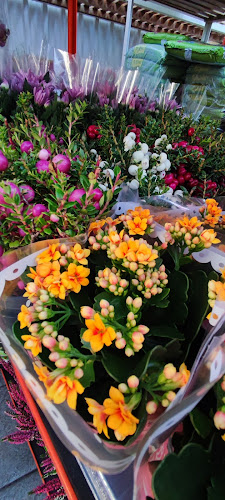 Budapesti Virágpiac - Nagykereskedelem - Budapest