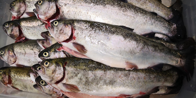 Papp Halbolt Halszaküz - Vendéglátás