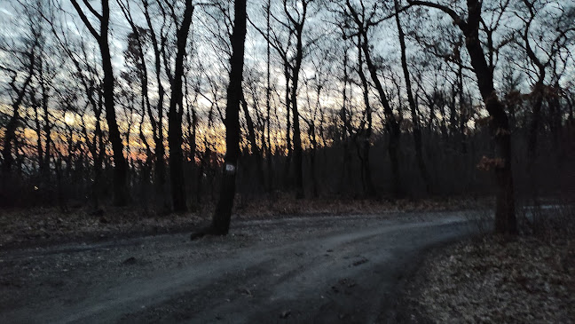 Budaörs, Ezüstfenyő, 2040