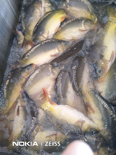 Halbolt - Vendéglátás