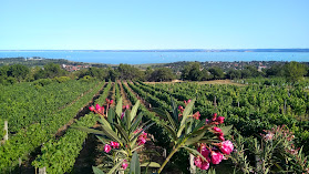 Karcsi Bácsi Pincéje