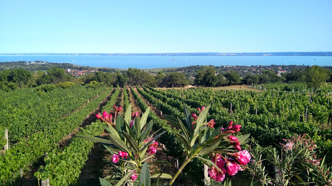 Karcsi Bácsi Pincéje