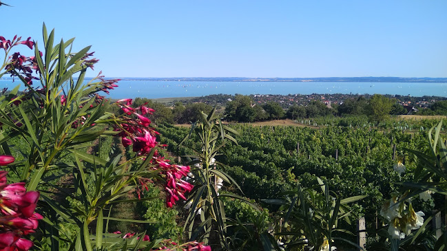 Karcsi Bácsi Pincéje - Vendéglátás