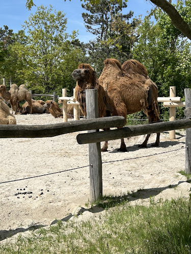 Veszprém, Kittenberger Kálmán u. 12, 8200