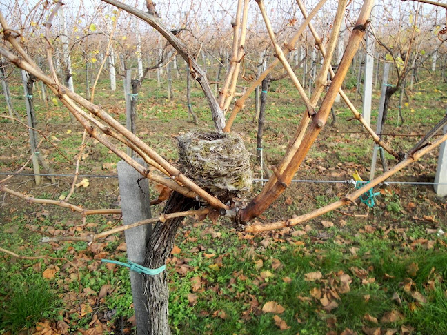 Podmaniczky Pince és Szőlőbirtok - Balatonföldvár