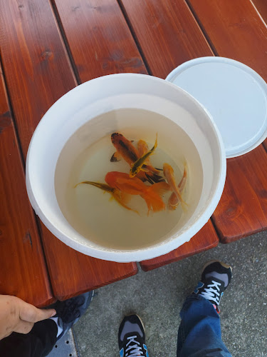 Opinii despre Bevian Kft. în Debrecen - Vendéglátás