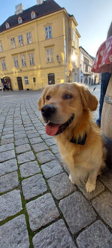 Comentarii opinii despre Arcus Kávézó