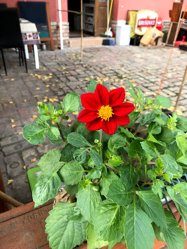 Göd, Pesti út 77, 2131